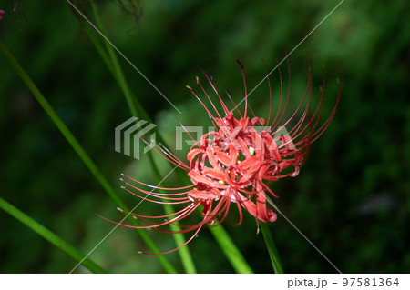 ヒガンバナ（秋イメージ） 97581364