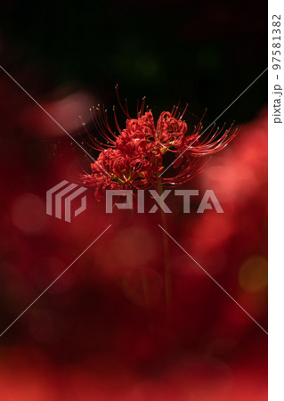 ヒガンバナ(秋イメージ) ヒガンバナ(秋イメージ) 97581382