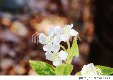 初冬に咲く亜熱帯の花 ハシカンボク（波志干木） 97581453