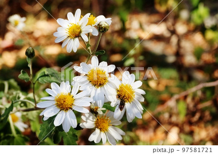 茎の先端に複数個の花をつけるノジギク(野路菊) 茎の先端に複数個の花をつけるノジギク(野路菊) 97581721