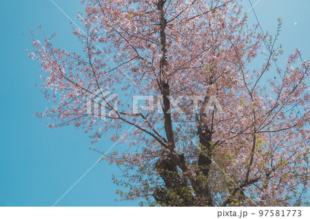 various 97581773
