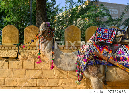 Camel waiting for tourist in Gadisar, India Camel waiting for tourist in Gadisar, India 97582028