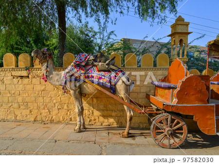 Camel waiting for tourist in Gadisar, India 97582030