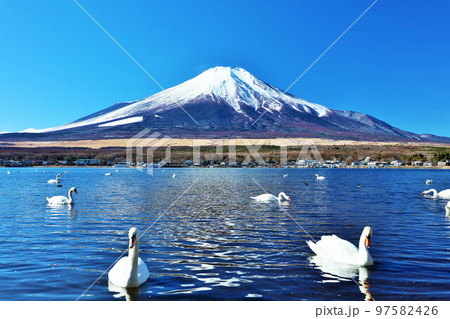 山梨県　青空の山中湖と白鳥たち　そして富士山 97582426