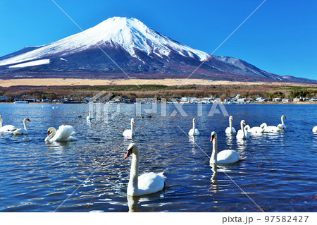 山梨県　青空の山中湖と白鳥たち　そして富士山 97582427