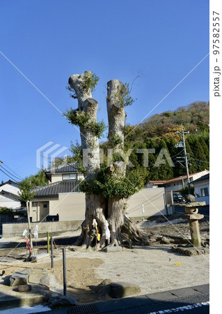 住宅街の荒神様の椎の大木を伐採処理した風景 住宅街の荒神様の椎の大木を伐採処理した風景 97582557