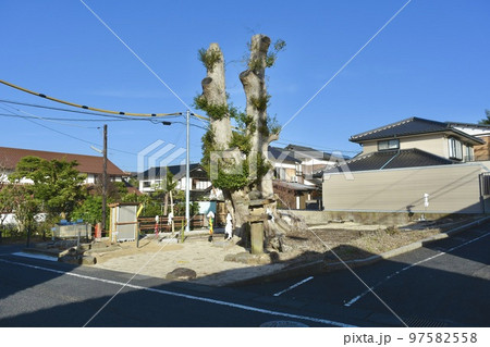 住宅街の荒神様の椎の大木を伐採処理した風景 97582558