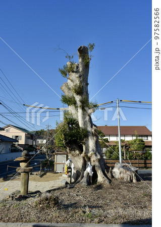 住宅街の荒神様の椎の大木を伐採処理した風景 住宅街の荒神様の椎の大木を伐採処理した風景 97582566