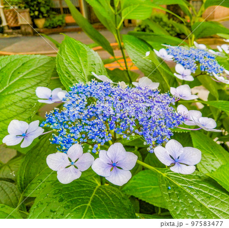 雨上がりの青い紫陽花 97583477
