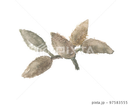 ハクモクレン 白木蓮  蕾 ハクモクレン 白木蓮  蕾 97583555