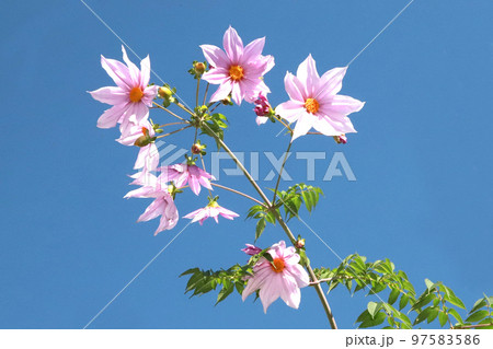 皇帝ダリヤ 皇帝ダリヤ 97583586