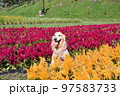 ゴールデンレトリバー 97583733