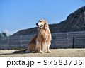 ゴールデンレトリバー 97583736