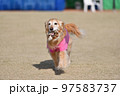 ゴールデンレトリバー 97583737