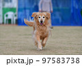 ゴールデンレトリバー 97583738