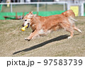 ゴールデンレトリバー 97583739