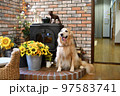 ゴールデンレトリバー 97583741