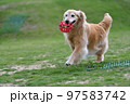 ゴールデンレトリバー 97583742