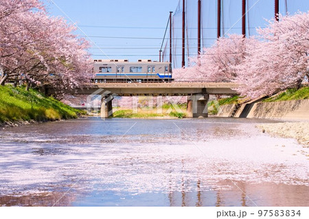 筑肥線　瑞梅寺川の桜と305系福岡空港行 97583834