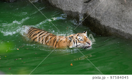 池で泳ぐアムールトラの母 池で泳ぐアムールトラの母 97584045