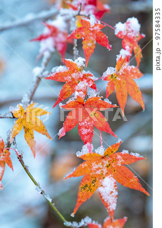 雪と紅葉　背景素材 97584335