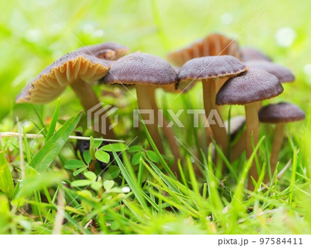 オオヒメノカサの生態写真 97584411