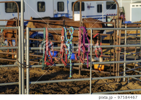 Bay Horse Standing at Split Rail metal fence in a pasture, mountain view in the background Bay Horse Standing at Split Rail metal fence in a pasture, mountain view in the background 97584467