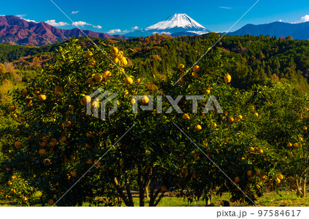 柚子と富士山 97584617