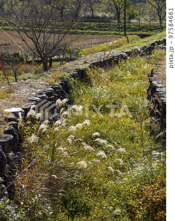 植物に覆われた川の風景 97584661