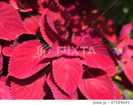 赤いコリウスの葉 97584695
