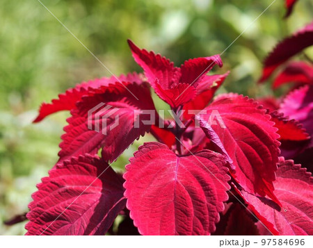 赤いコリウスの葉 97584696