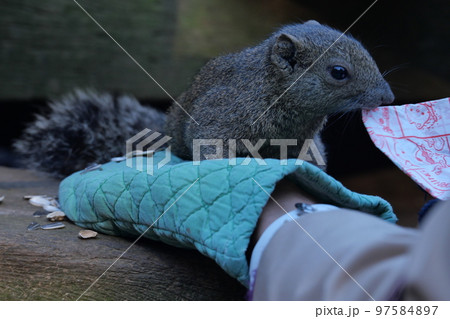 町田りす園、台湾リス、動物、放し飼い、餌付け、餌やり、手乗り、町田、東京、日本、動物園、りす、リス、 町田りす園、台湾リス、動物、放し飼い、餌付け、餌やり、手乗り、町田、東京、日本、動物園、りす、リス、 97584897