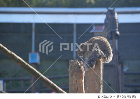 町田りす園、台湾リス、動物、放し飼い、餌付け、餌やり、手乗り、町田、東京、日本、動物園、りす、リス、 町田りす園、台湾リス、動物、放し飼い、餌付け、餌やり、手乗り、町田、東京、日本、動物園、りす、リス、 97584898
