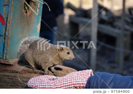 町田りす園、台湾リス、動物、放し飼い、餌付け、餌やり、手乗り、町田、東京、日本、動物園、りす、リス、 97584900