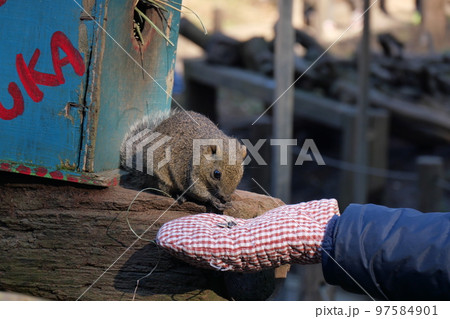 町田りす園、台湾リス、動物、放し飼い、餌付け、餌やり、手乗り、町田、東京、日本、動物園、りす、リス、 97584901