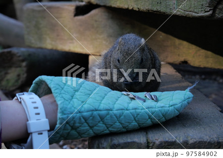 町田りす園、台湾リス、動物、放し飼い、餌付け、餌やり、手乗り、町田、東京、日本、動物園、りす、リス、 97584902