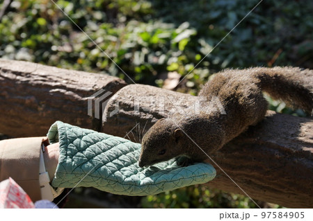 町田りす園、台湾リス、動物、放し飼い、餌付け、餌やり、手乗り、町田、東京、日本、動物園、りす、リス、 町田りす園、台湾リス、動物、放し飼い、餌付け、餌やり、手乗り、町田、東京、日本、動物園、りす、リス、 97584905