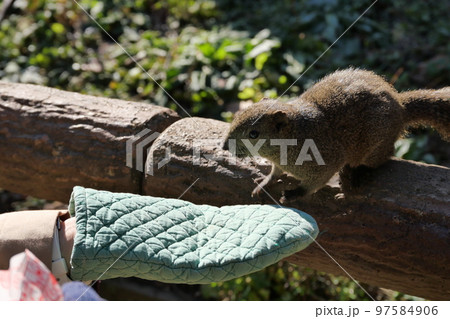 町田りす園、台湾リス、動物、放し飼い、餌付け、餌やり、手乗り、町田、東京、日本、動物園、りす、リス、 97584906