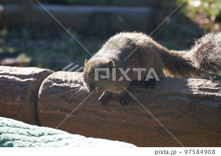 町田りす園、台湾リス、動物、放し飼い、餌付け、餌やり、手乗り、町田、東京、日本、動物園、りす、リス、 97584908