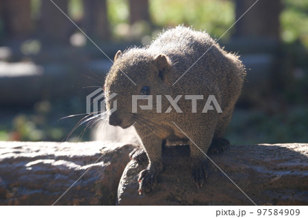 町田りす園、台湾リス、動物、放し飼い、餌付け、餌やり、手乗り、町田、東京、日本、動物園、りす、リス、 97584909
