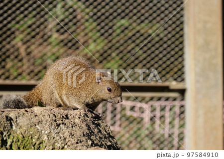 町田りす園、台湾リス、動物、放し飼い、餌付け、餌やり、手乗り、町田、東京、日本、動物園、りす、リス、 97584910