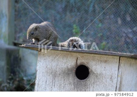 町田りす園、台湾リス、動物、放し飼い、餌付け、餌やり、手乗り、町田、東京、日本、動物園、りす、リス、 97584912