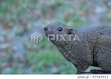 町田りす園、台湾リス、動物、放し飼い、餌付け、餌やり、手乗り、町田、東京、日本、動物園、りす、リス、 97584913