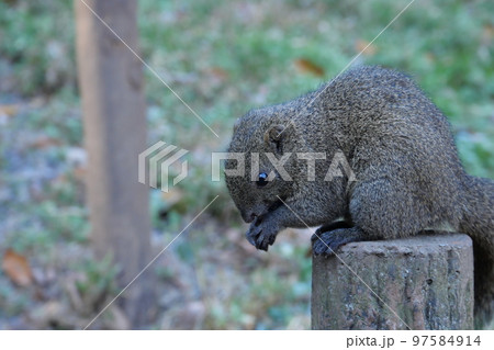 町田りす園、台湾リス、動物、放し飼い、餌付け、餌やり、手乗り、町田、東京、日本、動物園、りす、リス、 97584914