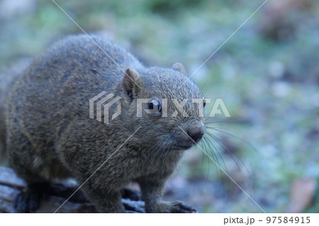 町田りす園、台湾リス、動物、放し飼い、餌付け、餌やり、手乗り、町田、東京、日本、動物園、りす、リス、 97584915