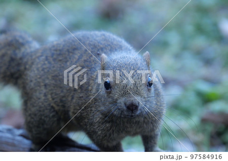 町田りす園、台湾リス、動物、放し飼い、餌付け、餌やり、手乗り、町田、東京、日本、動物園、りす、リス、 97584916