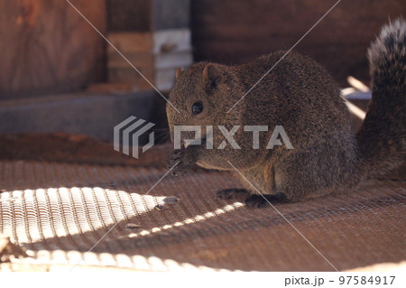町田りす園、台湾リス、動物、放し飼い、餌付け、餌やり、手乗り、町田、東京、日本、動物園、りす、リス、 97584917