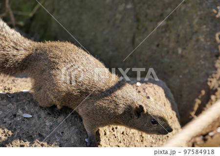 町田りす園、台湾リス、動物、放し飼い、餌付け、餌やり、手乗り、町田、東京、日本、動物園、りす、リス、 97584918