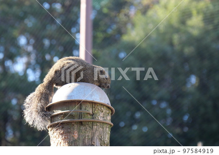 町田りす園、台湾リス、動物、放し飼い、餌付け、餌やり、手乗り、町田、東京、日本、動物園、りす、リス、 97584919