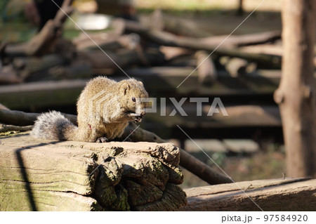 町田りす園、台湾リス、動物、放し飼い、餌付け、餌やり、手乗り、町田、東京、日本、動物園、りす、リス、 97584920